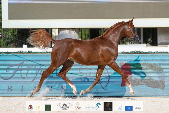 238ca998-d743-41df-8e92-b894a3e58e4e-2