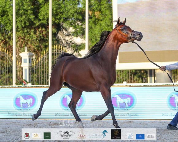 987455a9-e3db-48aa-9d87-cd8db50041c0-2