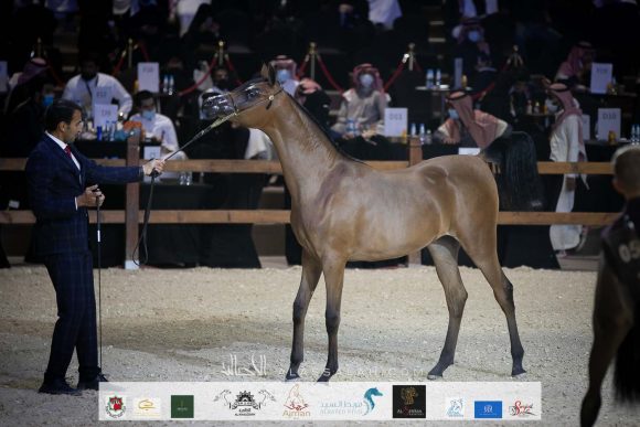 ازارا اس  (انتاريس او اس x جاركيا او اس) مربط الغريفة