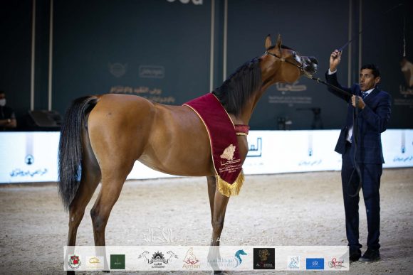 دمشق السيد (فاليدورو x ديلايتس دياف ار بي) مربط السيد