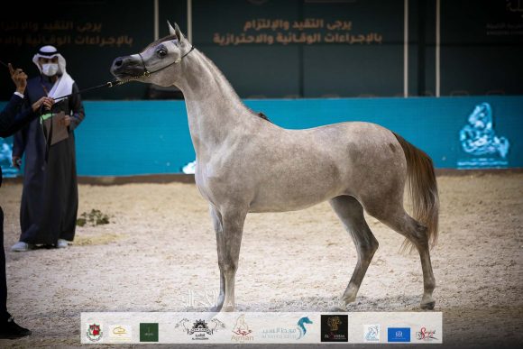 دلال السيد (اليكساندر x داشا ارابكو) مربط السيد