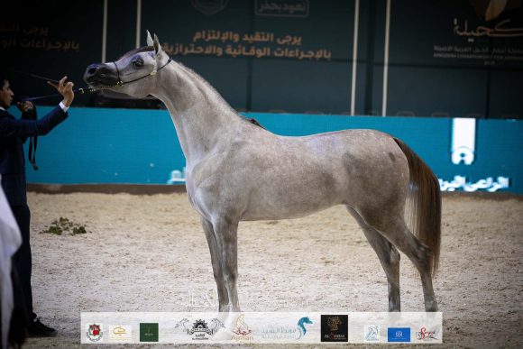 دلال السيد (اليكساندر x داشا ارابكو) مربط السيد