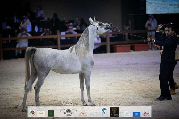 مينرفا اس بي ايه (ارتيماس جي ايه xاس اف مارو امبرا) مربط طارق بن إبراهيم 