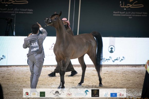 طيبة البارق (ار اف اي فريد x فيسيون مروان ايه ايه) مربط البارق