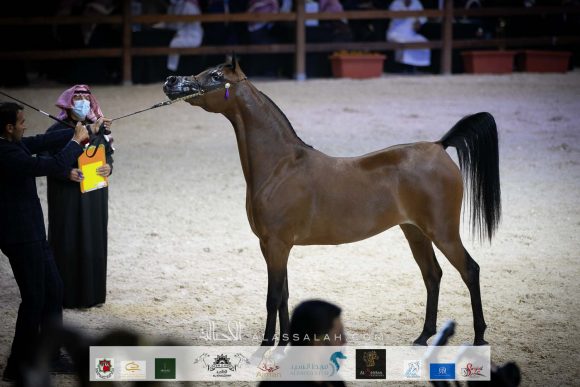 سانقريا (كنز البداير x جي سي ال إي ماريس ) مربط ام تي