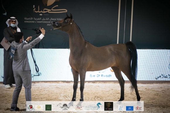 طيبة البارق (ار اف اي فريد x فيسيون مروان ايه ايه) مربط البارق