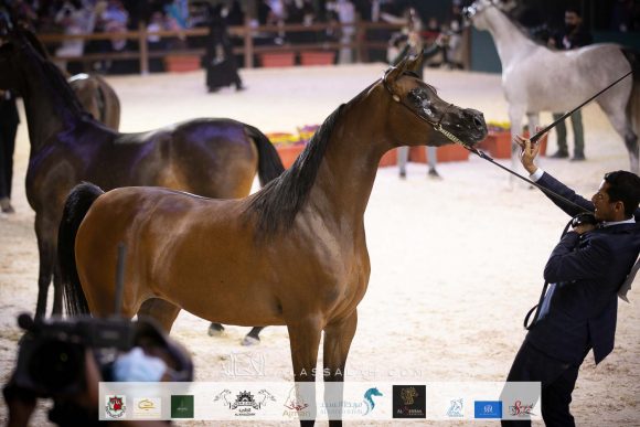 أصايل الزايد (اكياتور x جويدا ام بي) سعد بن سعيد بن زايد آل عايض