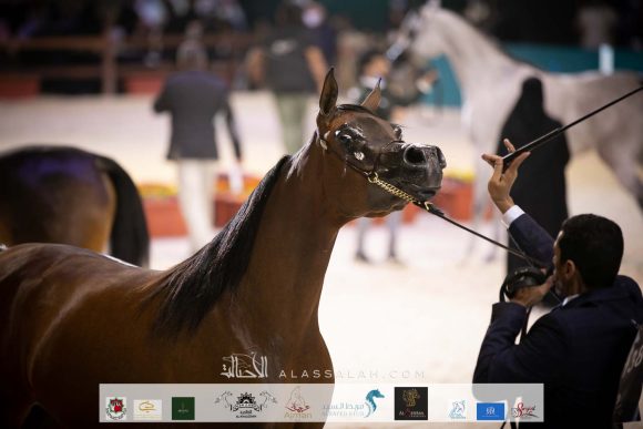 أصايل الزايد (اكياتور x جويدا ام بي) سعد بن سعيد بن زايد آل عايض