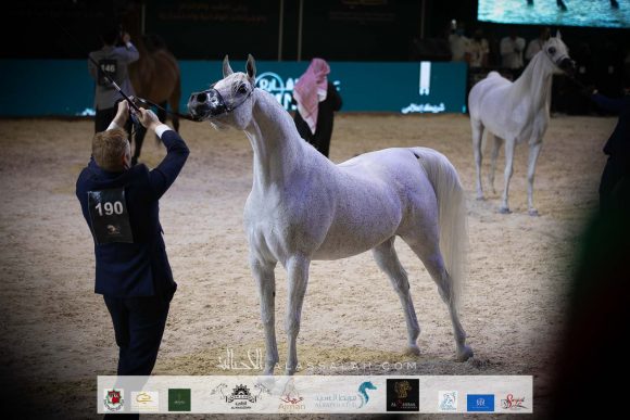 برفينكا (اسبارتو x بريفيركا) مربط الراجحيات