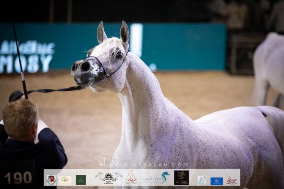 برفينكا (اسبارتو x بريفيركا) مربط الراجحيات