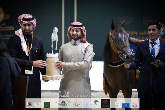 سابلي بي اتش اف (اف اي الشوان x فليشا بي اتش اف ) مزرعة الخالد