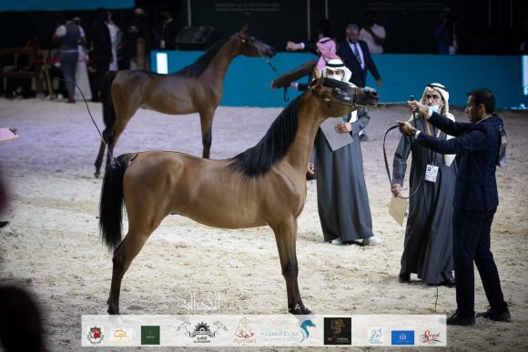 بندر الوصيل (سلمان الوصيل X   مضاوي الجنادرية) مربط الوصيل