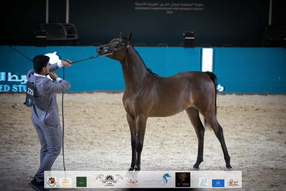 عالي الشامخ (كنز البداير x روز فاس) مربط الشامخ