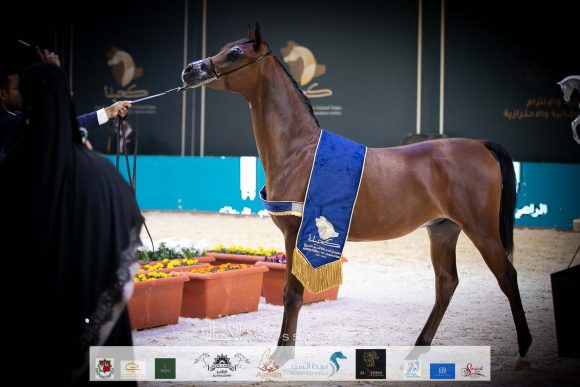 فراس أكمل (كنز البداير x ال ال فيرناندا تي اي ) مربط أكمل