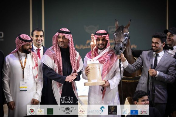 عالي الشامخ (كنز البداير x روز فاس) مربط الشامخ