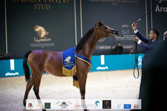 فراس أكمل (كنز البداير x ال ال فيرناندا تي اي ) مربط أكمل