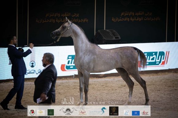 راكان الريف (اليكساندر X سارة الريف) مربط الريف