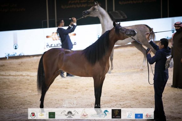 يامن الخالد (فادي الشقب X يمامة الشقب ) مربط النصار