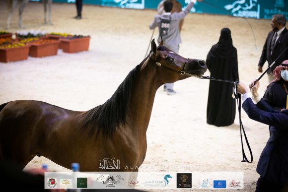 مرزان الهواجر (ع ج مرزان X جوهرة الهواجر) مربط العنان