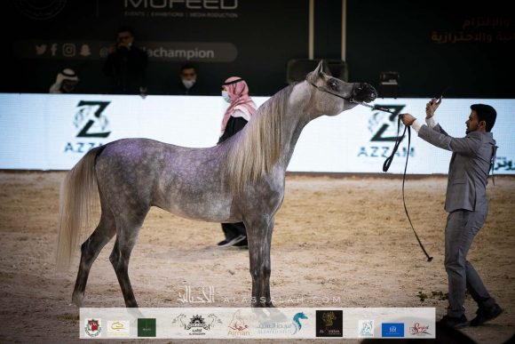 ع ج ناتل ( جلاردو جي X ع ج نور كويستورا) مربط عبد الله الحيدري