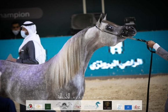 ع ج ناتل ( جلاردو جي X ع ج نور كويستورا) مربط عبد الله الحيدري