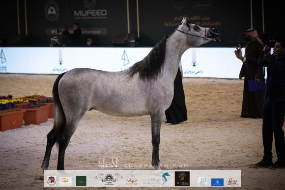 شامخ البداير (اف ايه الرشيم X شهيرة البداير) مربط عبد الله عبدالرحمن الشايع