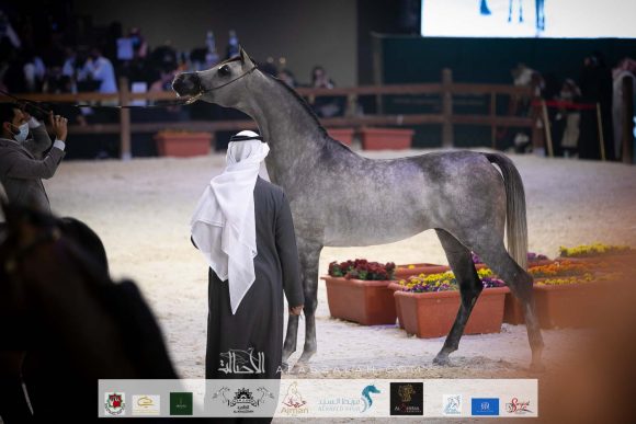 دي صبحان (اف ايه الرشيم X دي صبحه) مربط حطين