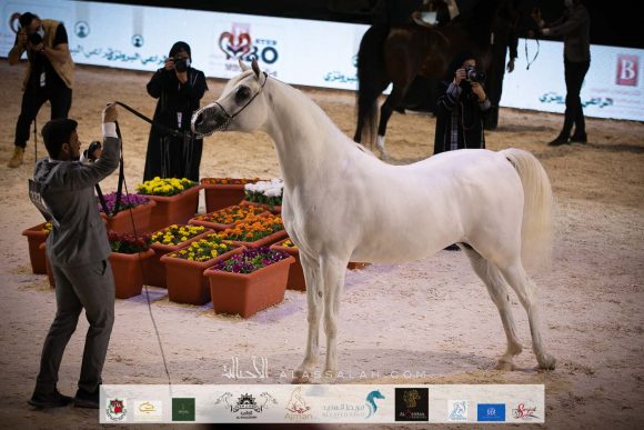 فهد التنهاة (شنغهاي إي ايه X باربريلا آر في) مربط العالم