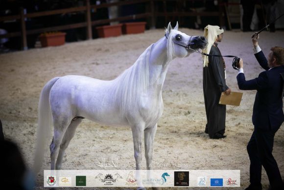 فويرتي (شنغهاي إي ايه X فريموزكا) مربط المخلديات