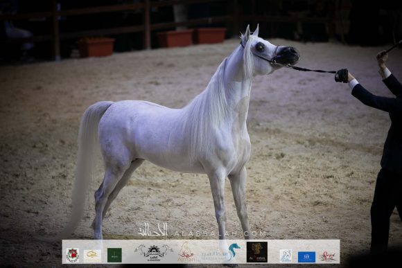 فويرتي (شنغهاي إي ايه X فريموزكا) مربط المخلديات