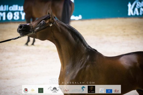 اي ايه ارجن الماروتين (زد تي ماروتين X انشولي علي) مربط الأول