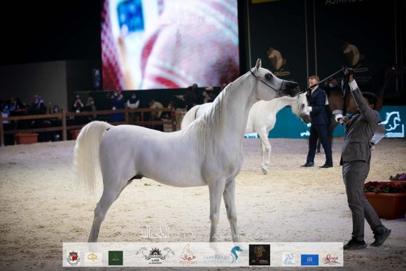 فهد التنهاة (شنغهاي إي ايه X باربريلا آر في) مربط العالم