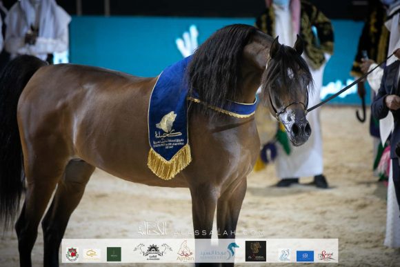 اي ايه ارجن الماروتين (زد تي ماروتين X انشولي علي) مربط الأول