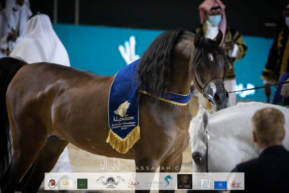 اي ايه ارجن الماروتين (زد تي ماروتين X انشولي علي) مربط الأول