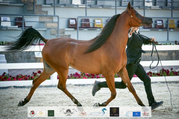 أم دي أس هند (اكسكليبور إي آي X ام دي شيخة) مربط قصي عبيد الله