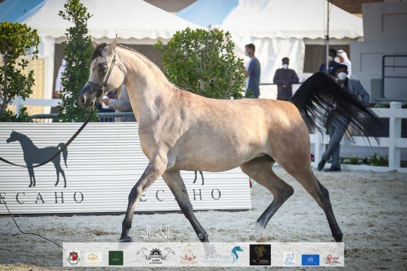 الأريام بنفسج (دومينيك أم X الأريام بسمة) إسطبلات الأريام