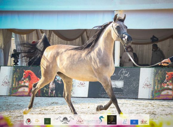 الأريام بنفسج (دومينيك أم X الأريام بسمة) إسطبلات الأريام