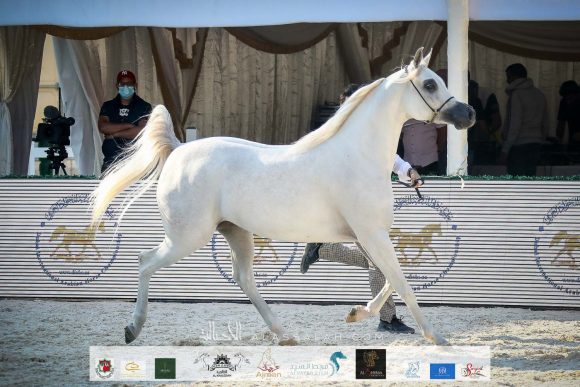 دي فنانة (اكسكليبور إي اي X الي فلامينكا) مربط دبي