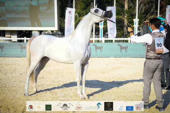 دي فنانة (اكسكليبور إي اي X الي فلامينكا) مربط دبي