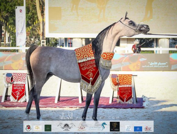 الأريام بنفسج (دومينيك أم X الأريام بسمة) إسطبلات الأريام