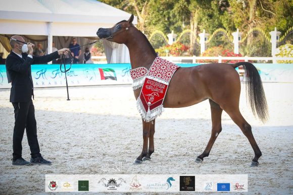 أم دي أس هند (اكسكليبور إي آي X ام دي شيخة) مربط قصي عبيد الله