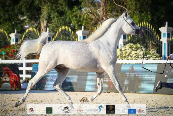 ع ج عجبان (ع ج كفو x ع ج سفيرة) مربط الشيخ عبد الله بن ماجد القاسمي