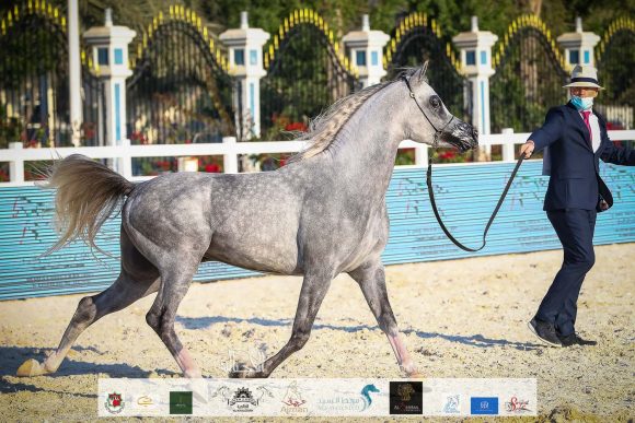 الأريام شكلان (اكسكليبور إي اي x الأريام شكيرة) اسطبلات الأريام