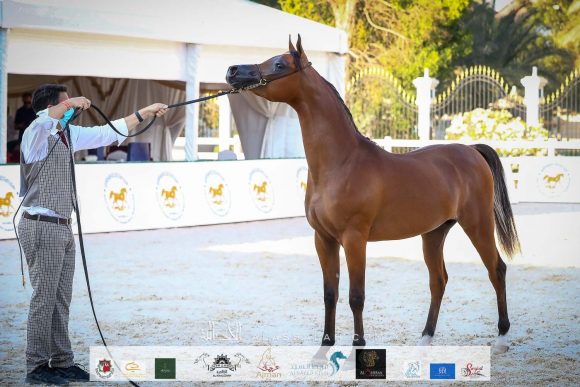 دي شهير (ع ج مرزان x دي شهلا) مربط دبي