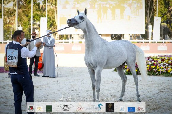 ع ج عجبان (ع ج كفو x ع ج سفيرة) مربط الشيخ عبد الله بن ماجد القاسمي