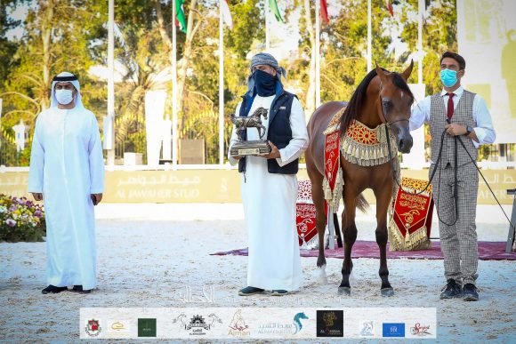 دي شهير (ع ج مرزان x دي شهلا) مربط دبي