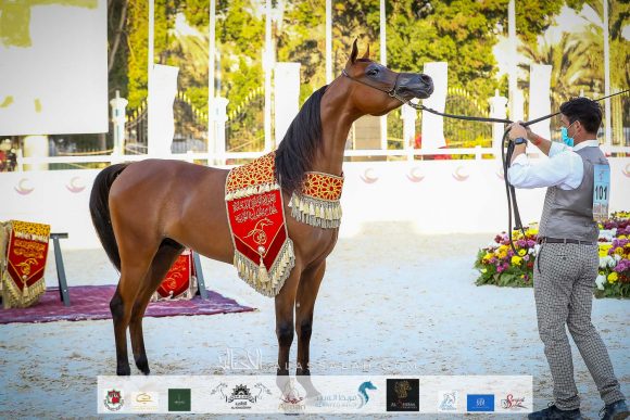 دي شهير (ع ج مرزان x دي شهلا) مربط دبي