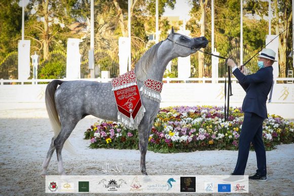 الأريام شكلان (اكسكليبور إي اي x الأريام شكيرة) اسطبلات الأريام