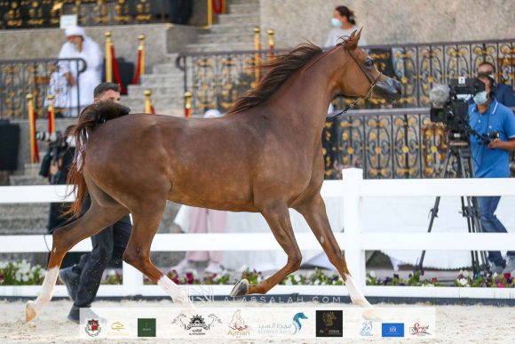 ع ج براكة (ع ج مرزان X برينسيس اوف جاستيس) مربط عجمان