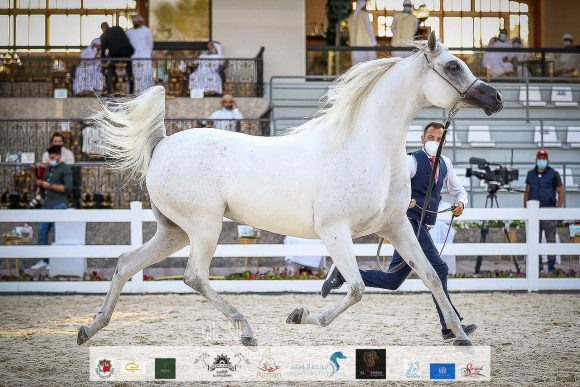 : إي اس شيخة (اس ام اي ماجيك وام X ماجستي) الشيخ عبد الله بن ماجد القاسمي